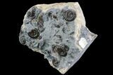 Ammonite (Promicroceras) Cluster - Somerset, England #86271-2
